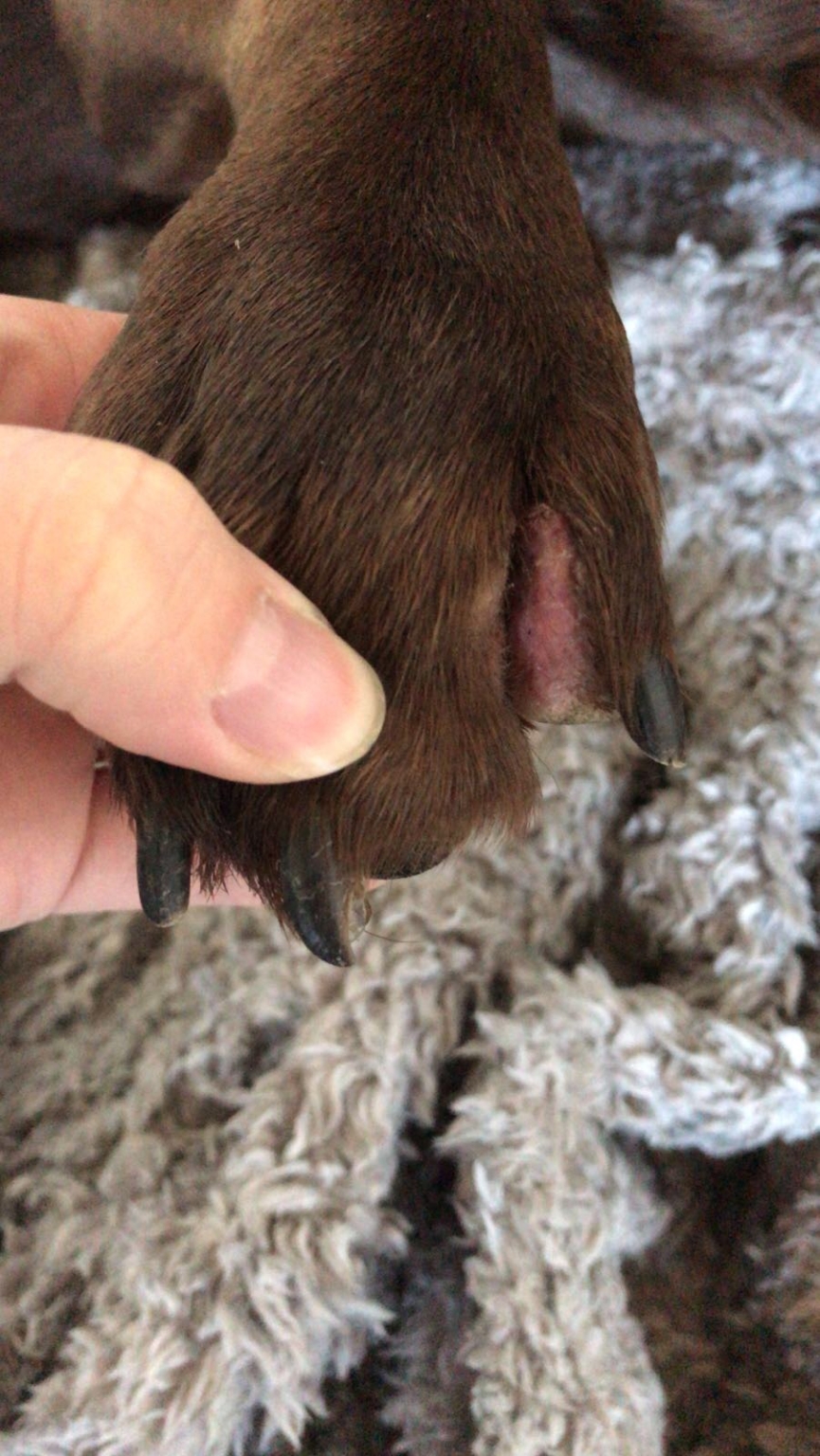Hond met blaren (cysten) tussen de tenen Het Reckveld