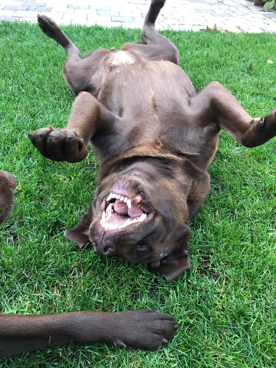 Hond met blaren (cysten) tussen de tenen Het Reckveld